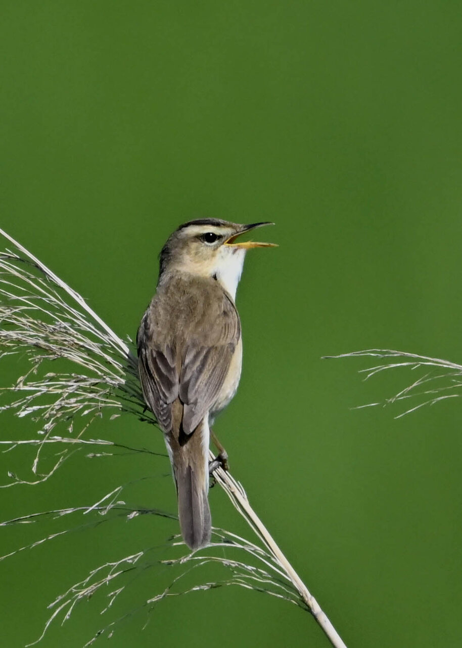 コヨシキリ 野口洪志の野鳥日記