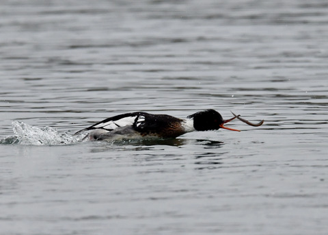 魚捕り・ウミアイサ♂6438