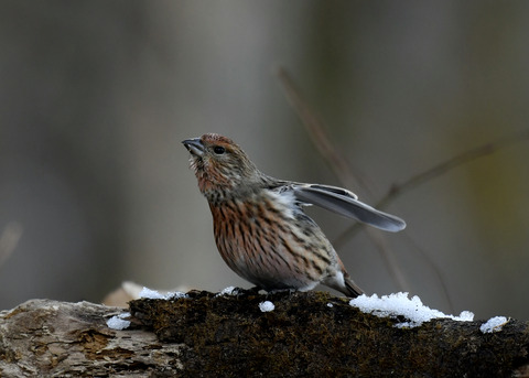 オオマシコ若鳥9603