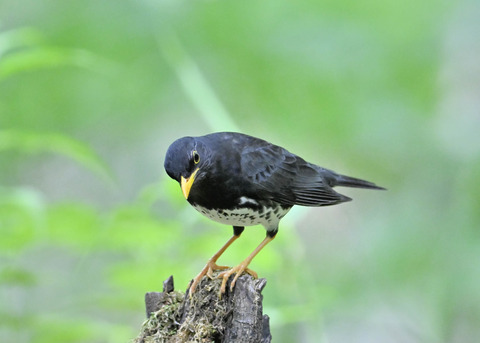 クロツグミ♂1004