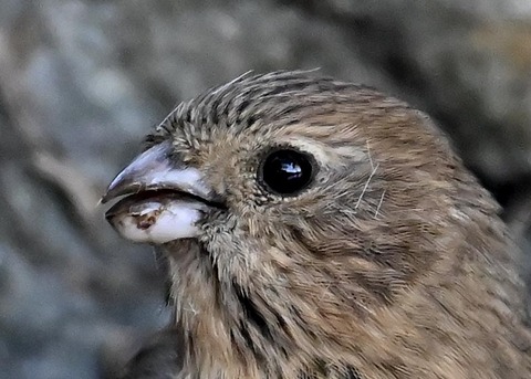 ベニマシコ♀5500(5515)