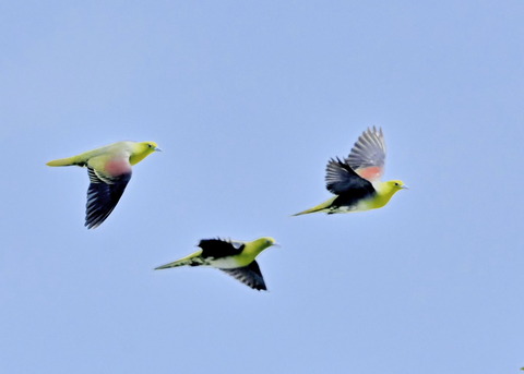 飛ぶ・アオバト♂♀4105