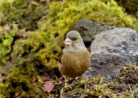 オオカワラヒワ♀2123