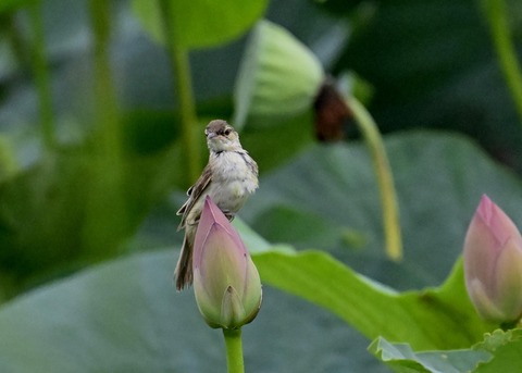 オオヨシキリ1599