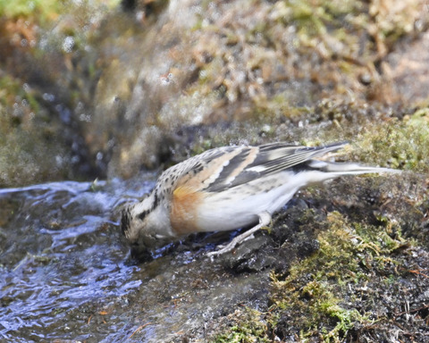 アトリ♀8060