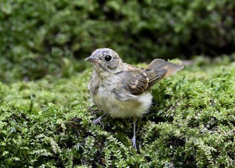 オオルリ♀幼鳥3728