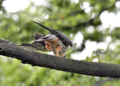 チゴハヤブサ3399