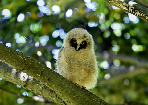 トラフズクのヒナ8129