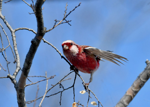 ベニマシコ♂2670