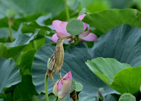 ヨシゴイ♀9301