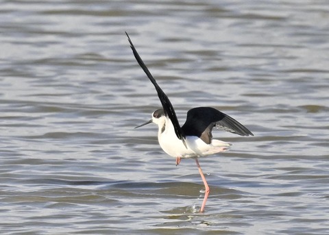 セイタカシギ♂3461