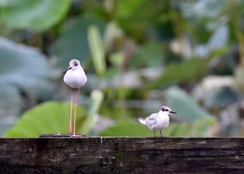 クロハラアジサシ幼鳥2955