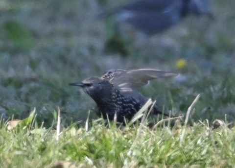 ホシムクドリ5363