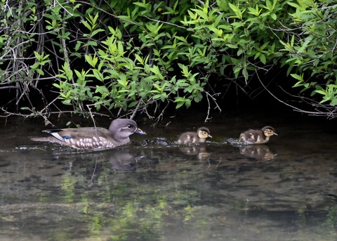 オシドリ親子6049