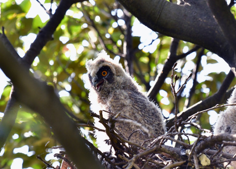 トラフズクのヒナ②6307