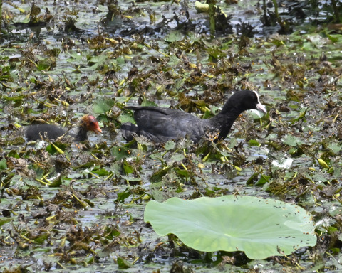 オオバンの親子6371