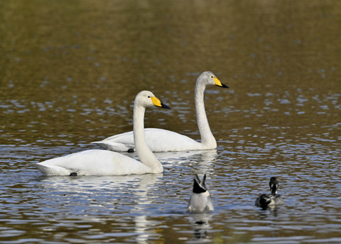 ハクチョウ0908×
