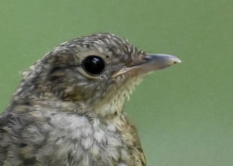 キビタキ幼鳥8001