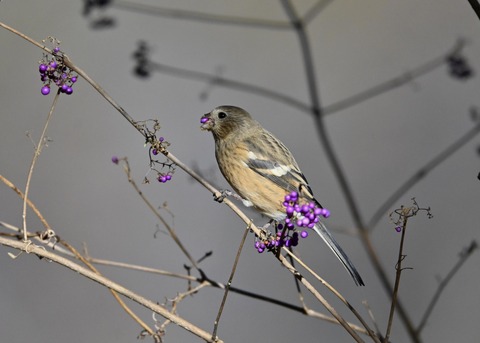 ベニマシコ♀0939