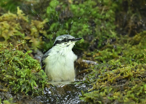 ゴジュウカラ1480