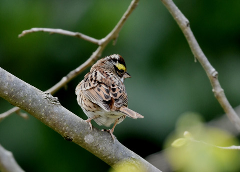 キマユホオジロ♀1810