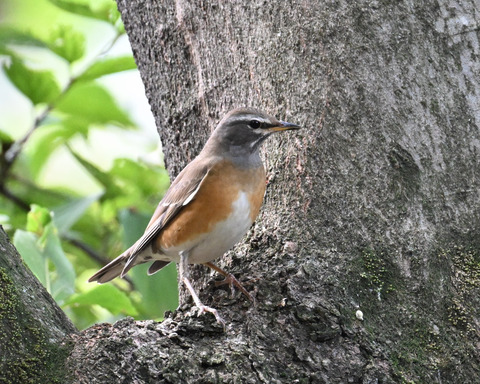 マミチャジナイ9967