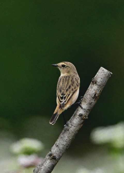 ノビタキ♀6272