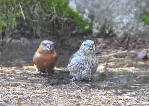 イスカ幼鳥8070