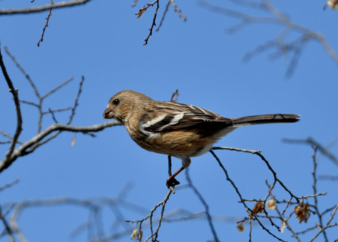 ベニマシコ♀3663×