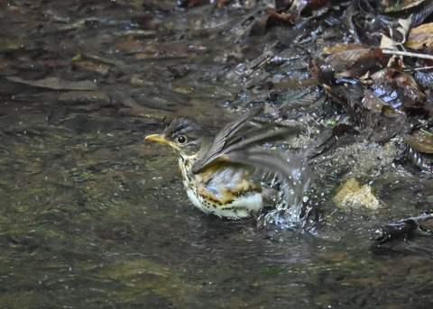 クロツグミ♀4019