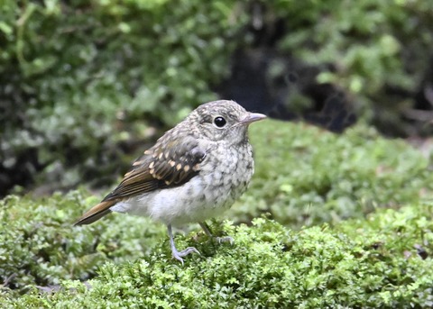 キビタキ幼鳥9043
