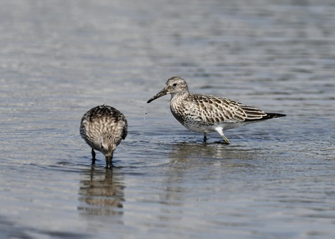 オバシギ若鳥1325