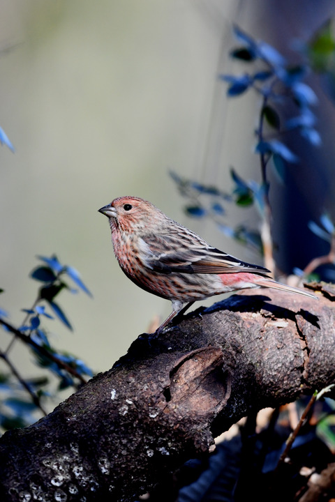 オオマシコ若鳥8945