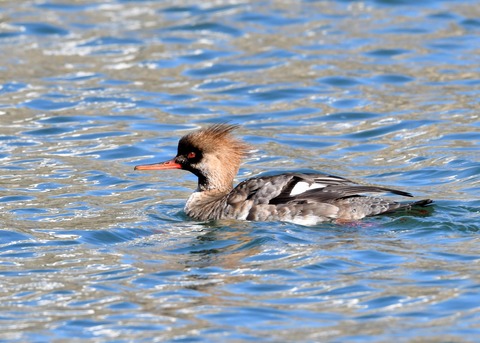 ウミアイサ♀2785
