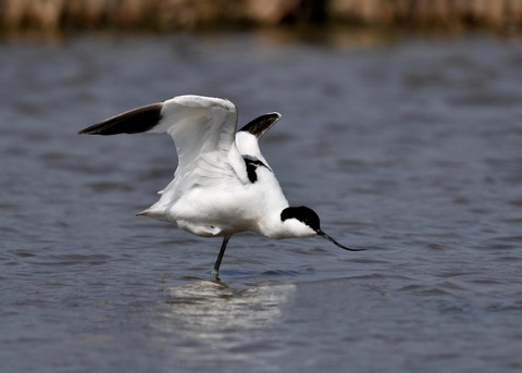 ソリハシセイタカシギ9003