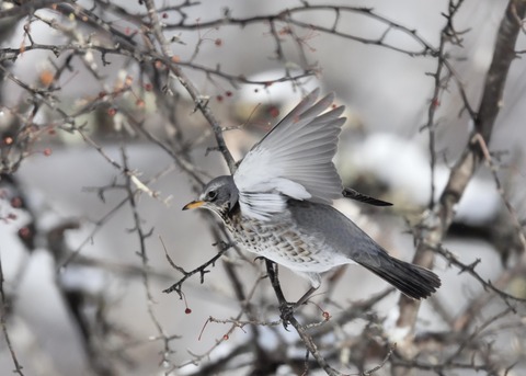 ノハラツグミ4106