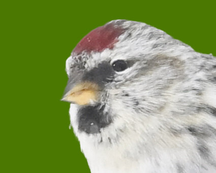 ベニヒワ♀4001