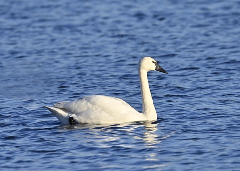 アメリカコハクチョウ9230