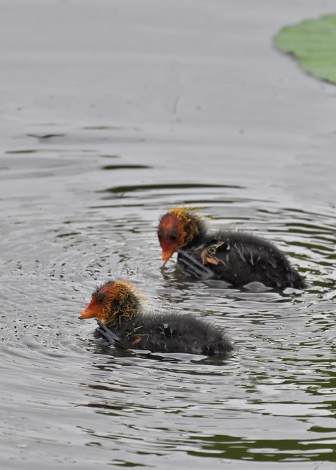 オオバンのヒナ0088