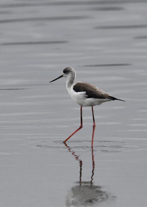 セイタカシギ3942