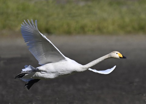 オオハクチョウ4067