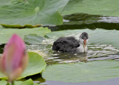 オオバンのヒナ6872