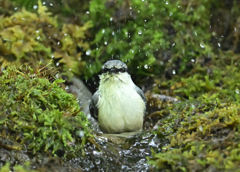 ゴジュウカラ1521