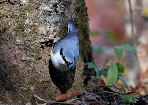 ゴジュウカラ1278