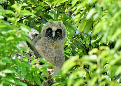 トラフズクのヒナ6237