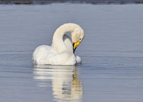オオハクチョウ3932