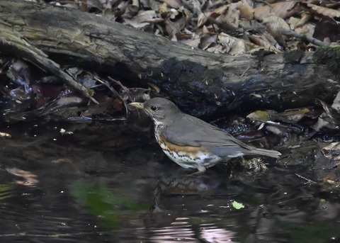 クロツグミ♀4370