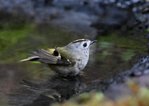 キクイタダキ♂0681