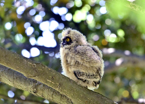 トラフズクのヒナ7756