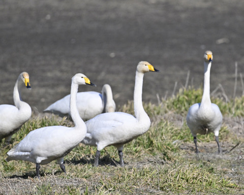 オオハクチョウ3083-1-2